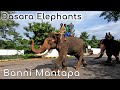 Dasara Elephants at Bannimantapa Mysore tourism Karnataka tourism Mysore Dasara