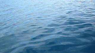Big Sandbar Shark 2-17-2012  Dan Dow.avi