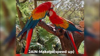 JAIN-Makeba(speed up)