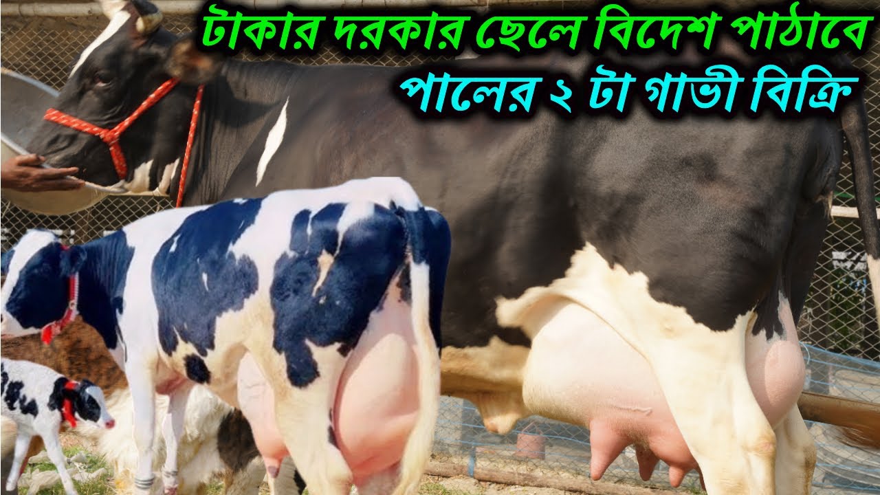 টাকার দরকার ছেলে বিদেশ পাঠাবে পালের ২ টা গাভী বিক্রি I বিপদে পরে গাভী বিক্রি