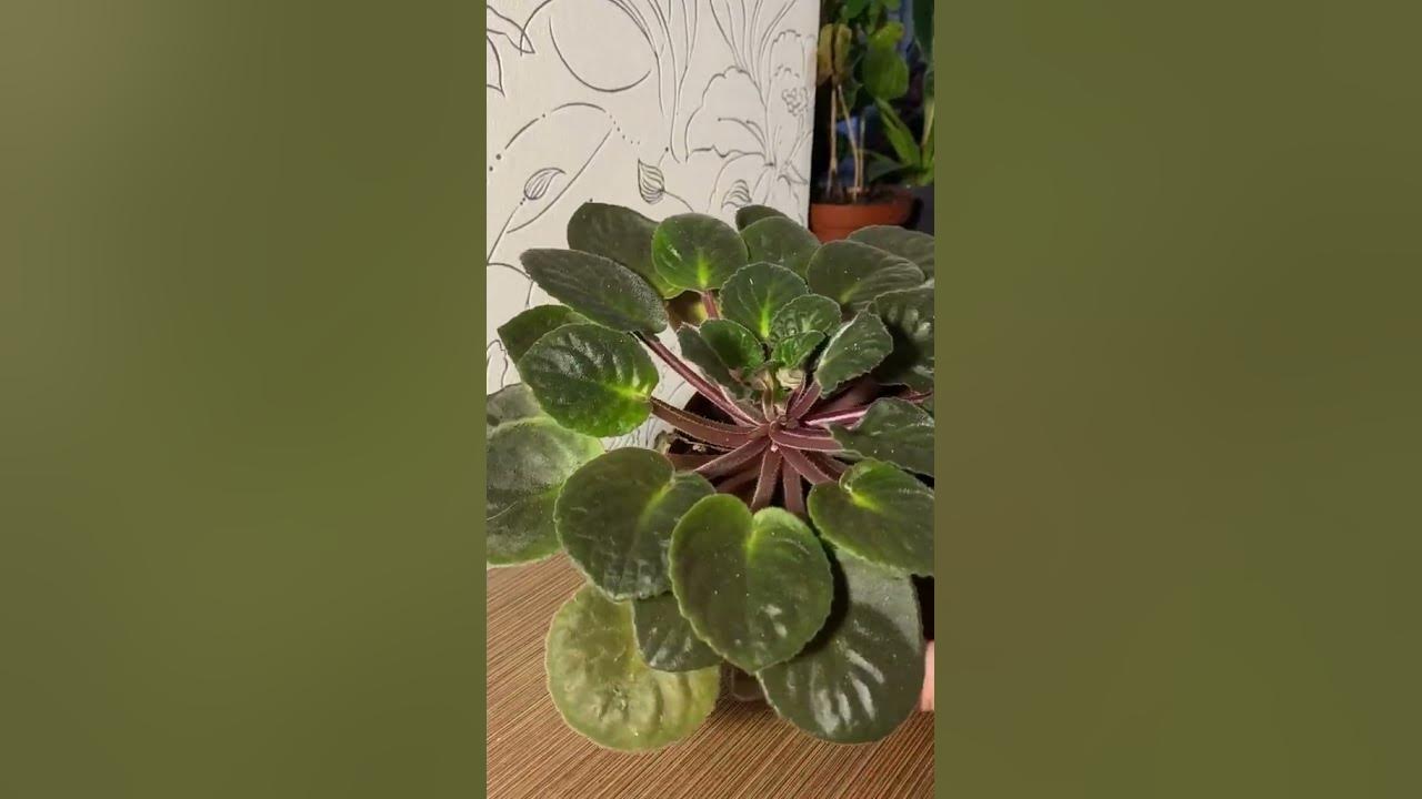 А в тебе ж фіалка? #plants #рослиниукраїна #вазон #екзоти #фікус # ...