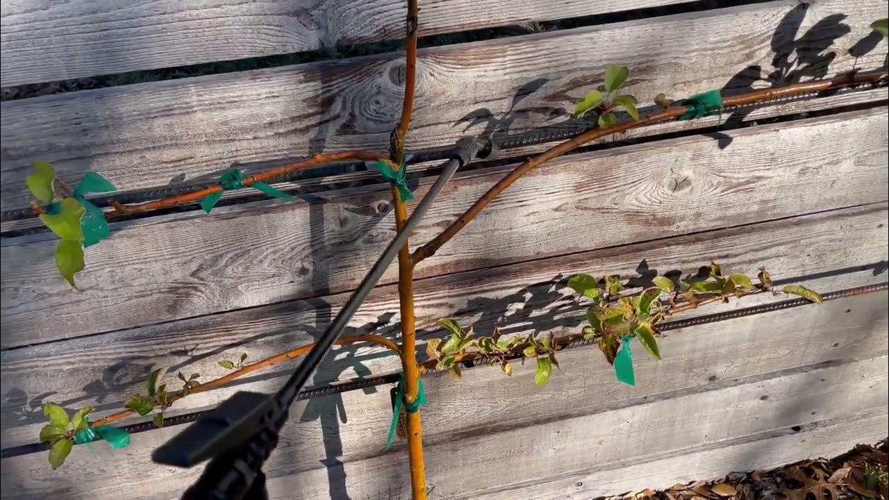 Time to Spray Fruit Trees With Dormant Oil YouTube