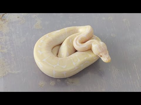 camera iphone 8 plus apk Live Feeding A Hopper