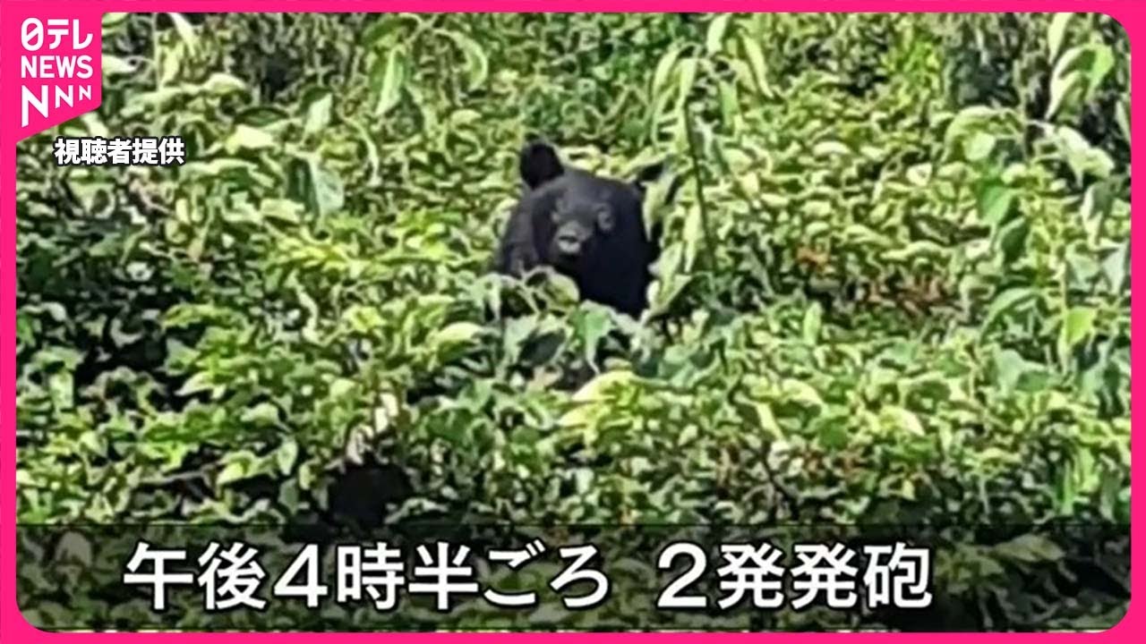 クマ】猟友会が発砲も状態分からず…市や警察が注意呼びかけ 青森・八戸