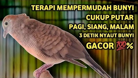 Perkutut Lokal Gacor Suara Super Kristal - Pancingan Malas Bunyi  (99%AMPUH BANGET)