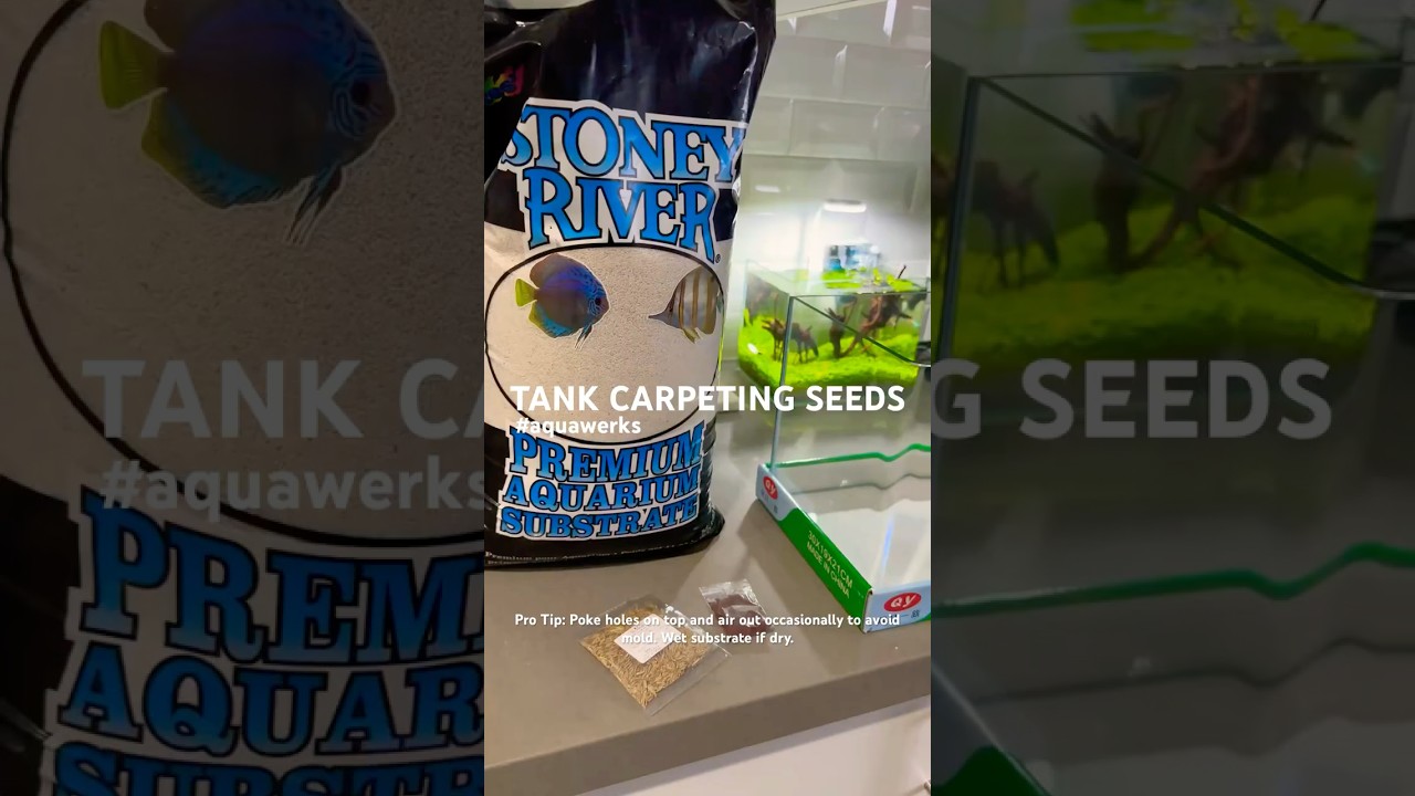 Carpeting seeds for aquariums. 