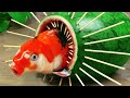 Stop Motion ASMR - MukBang Trap Koi With Watermelon Primitive Underground Cooking Experiment