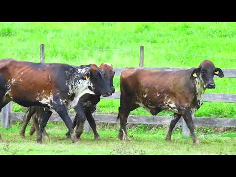 LOTE 11 14372, 13328, 12054, 14332