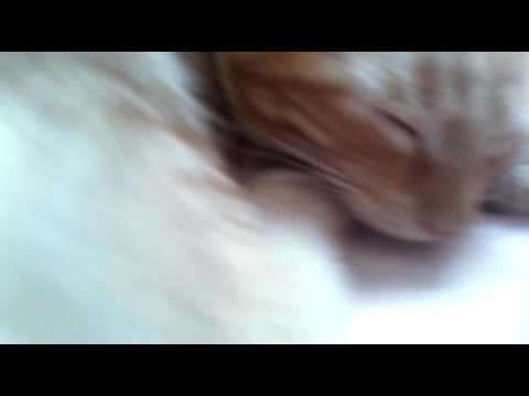 Gata veve durmiendo parte 2 - YouTube
