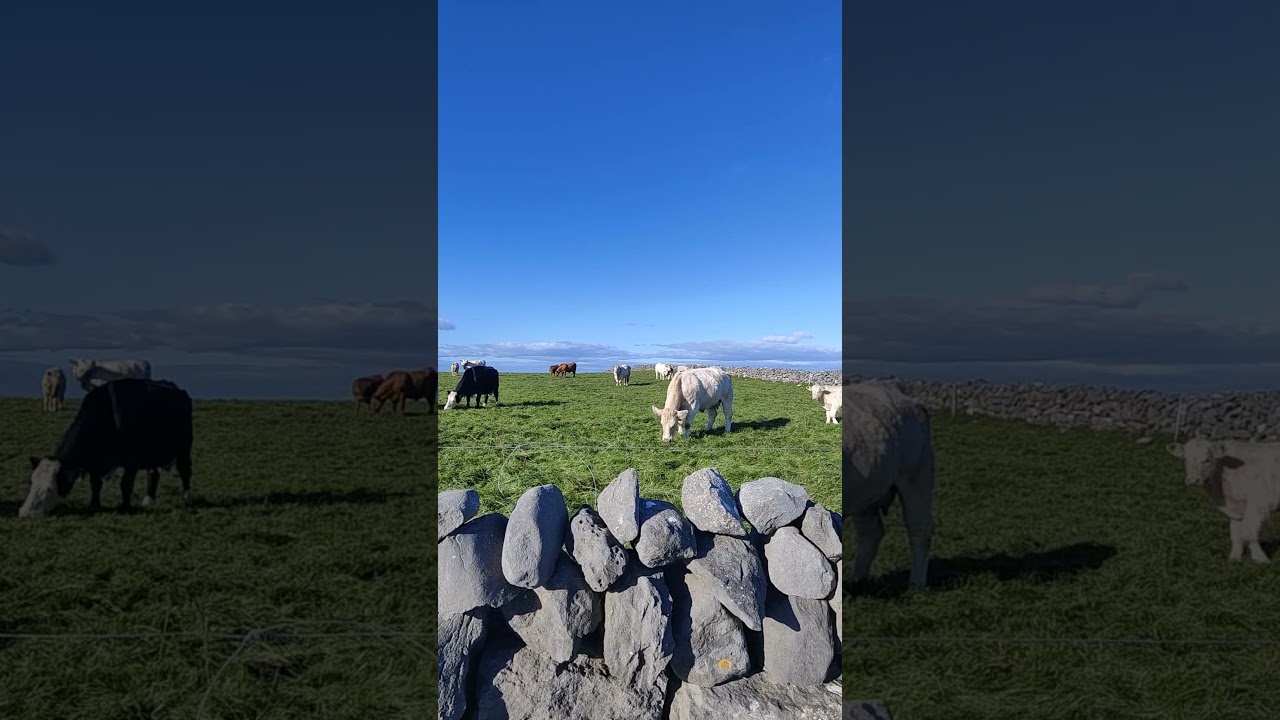 ASMR - Irish Countryside - Cows - Farming - Rural Soundscape - Sunny Day - 