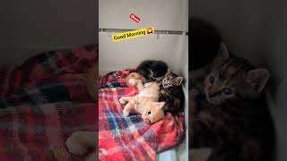 Good Morning Feral Family.... #kitten #catvideos #cat #goodmorning #goodday #besties #bff #catperson