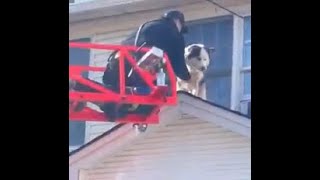 N.J. firefighters rescue Husky stuck on roof