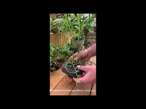 Video: Perennial Corkscrew Rush - Learn How To Grow Corkscrew Rush Juncus