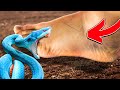 Giant Snake Bit My Foot! Not Good!