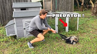 WE CAUGHT THE CULPRIT THAT ATTACKED & ATE MY CHICKENS !