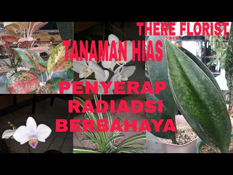 Video: Tanaman Melawan Radiasi Berbahaya Di Rumah