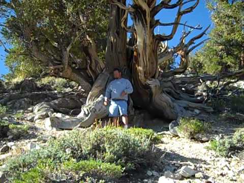 Video: Bristlecone Pine Tree Groei: Inligting oor Bristlecone Pine Trees