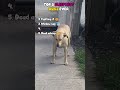 Top 5 Sleepiest Dogs Ever Caught On Camera 😴🐶 #shorts #dog #funny #ranking