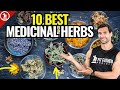 Top 10 best medicinal herbs  for health  vitality