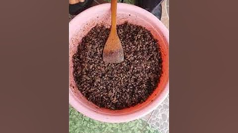 Làm Mồi câu cá Chép & Trắm đen với Cơm Nguội đơn giản và hiệu quả