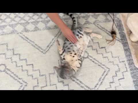 Do Bengal cats