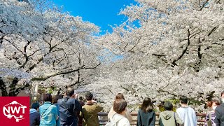 Cherry Blossoms 2021, Tokyo Nakameguro 4K