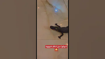 ترند دبدوب 