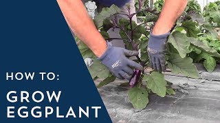 How to Grow Eggplant