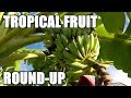 Bananas, Pineapples, & Other Tropical Fruits | Backyard Farm Vlog