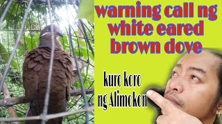 WARNING CALL NG WHITE EARED BROWN DOVE.(kuro koro ng Alimokon)