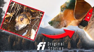 Dog Buried Underground Found with GPS Collar!