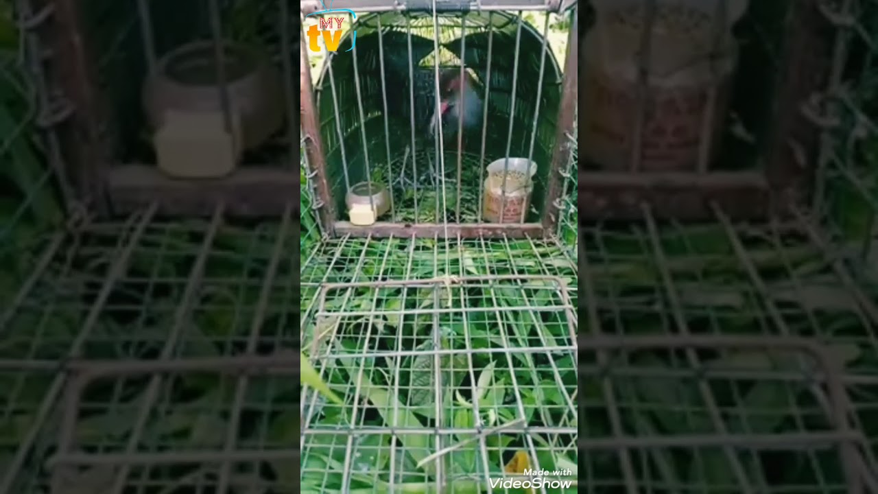 Burung Tikusan 