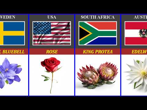 National Flowers of Different Countries: A Stunning Comparison