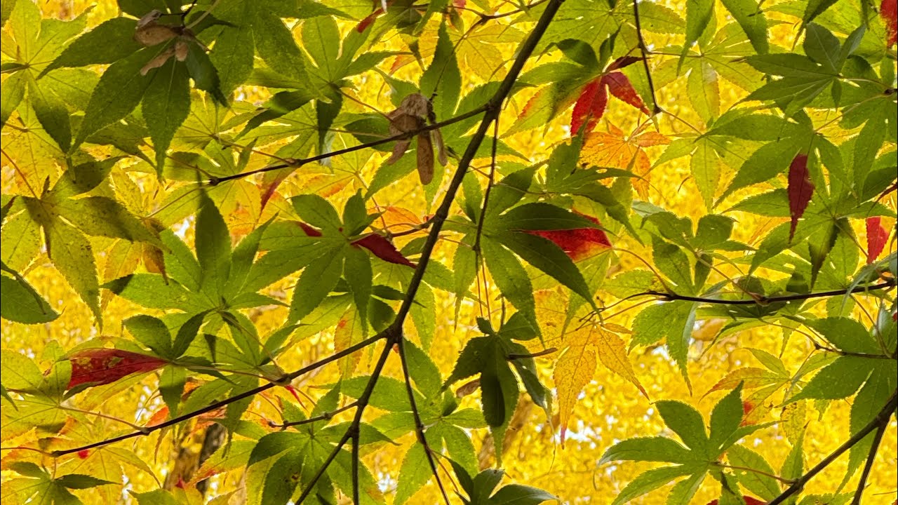 弥彦の紅葉】2024年11月16日の新潟県弥彦村の弥彦公園もみじ谷や