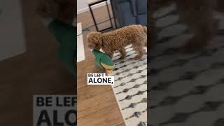 Cavapoo Puppy Training Program