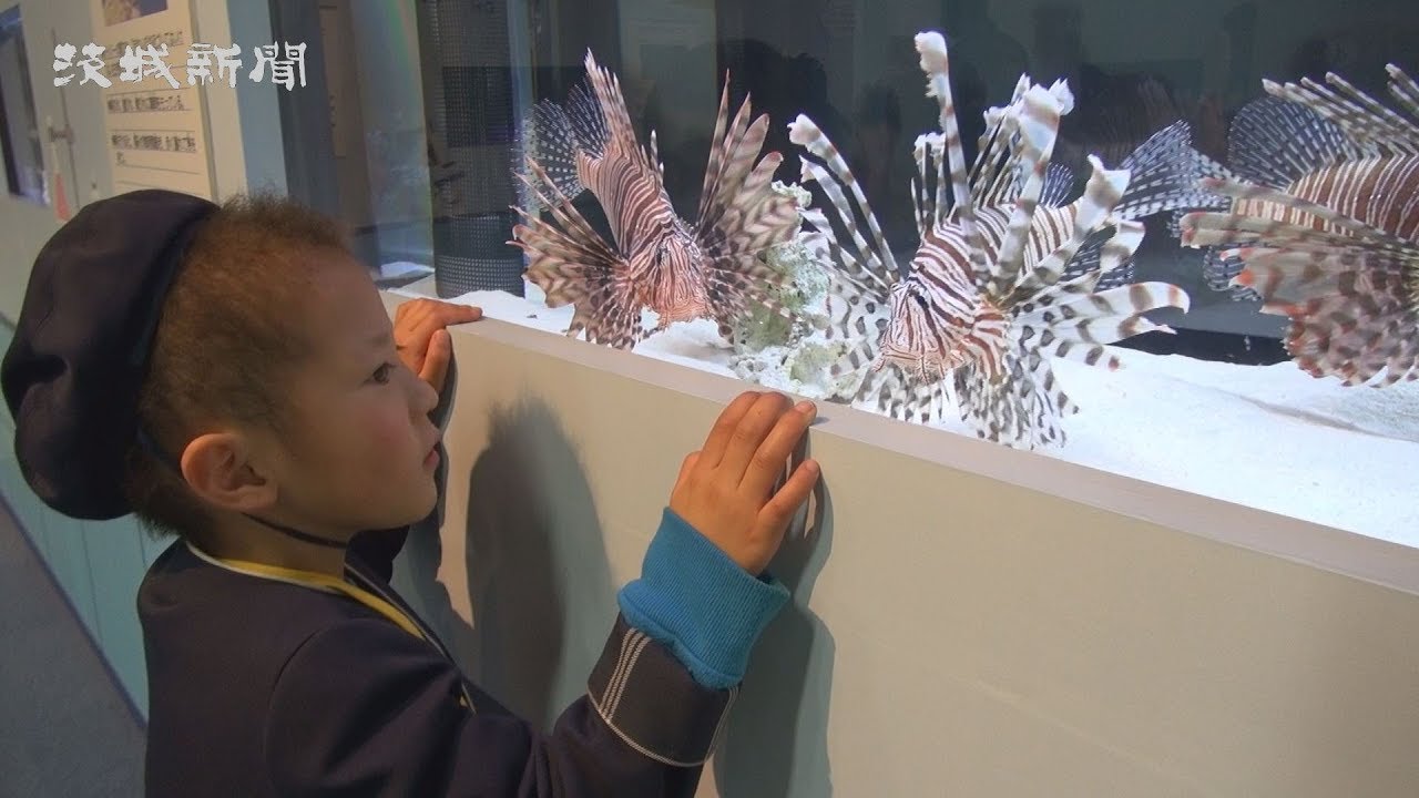 毒・ラボ ～こちら大洗海洋毒生物研究所～」開幕 大洗水族館 - YouTube