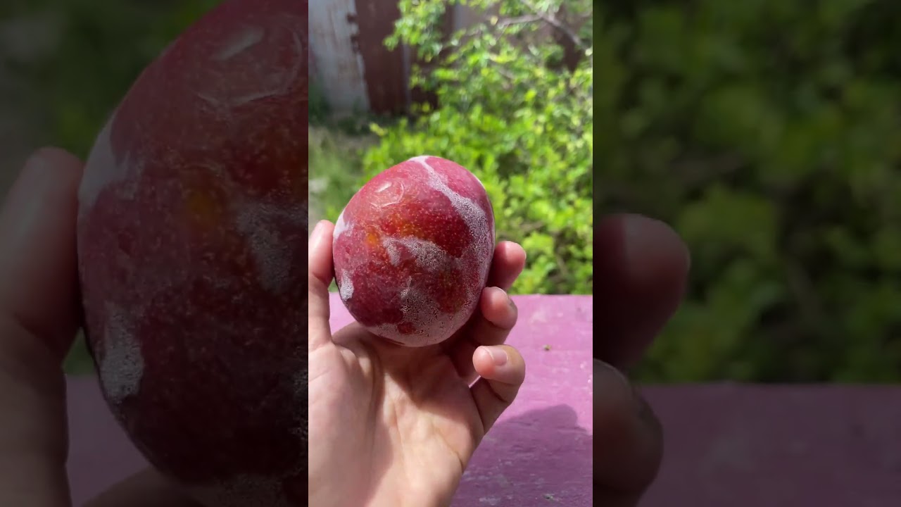Freeze a Whole Mango for Quick Vegan Treat auf YouTube ansehen Freeze a Whole Mango for Quick Vegan Treat auf YouTube ansehen