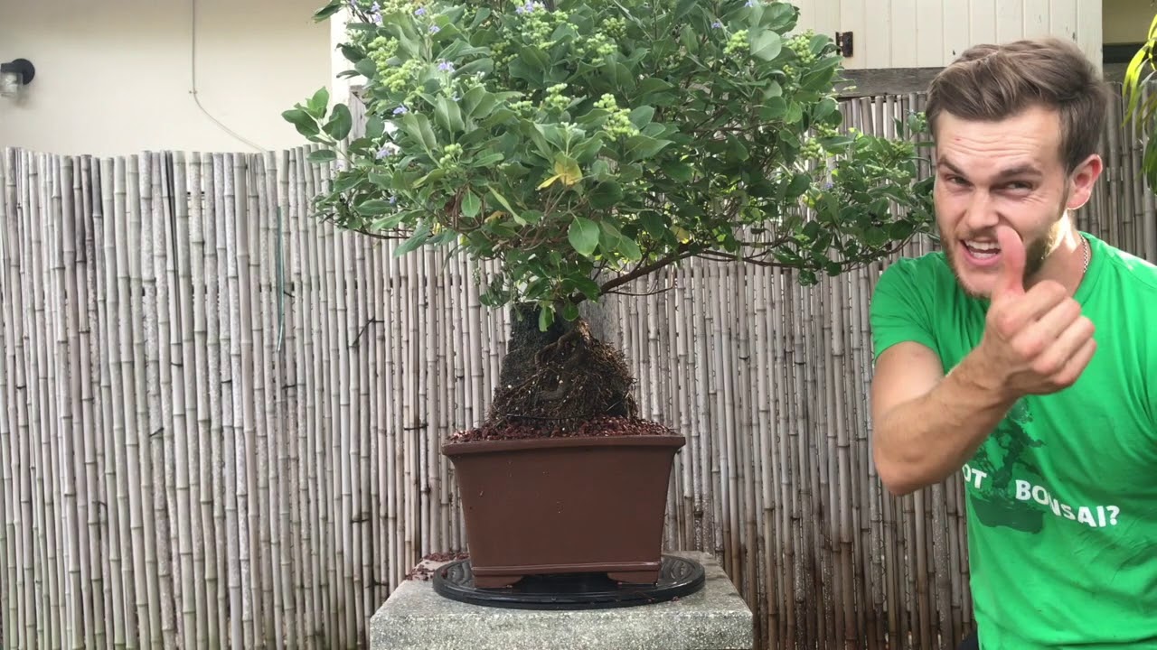 Vitex Bonsai Makeover The Bonsai Supply YouTube