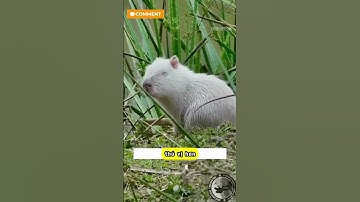 Vì sao cá xấu không Ăn thịt Capybara #shorts