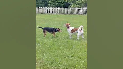 Annie playing in the yard with appearances by Tuck...