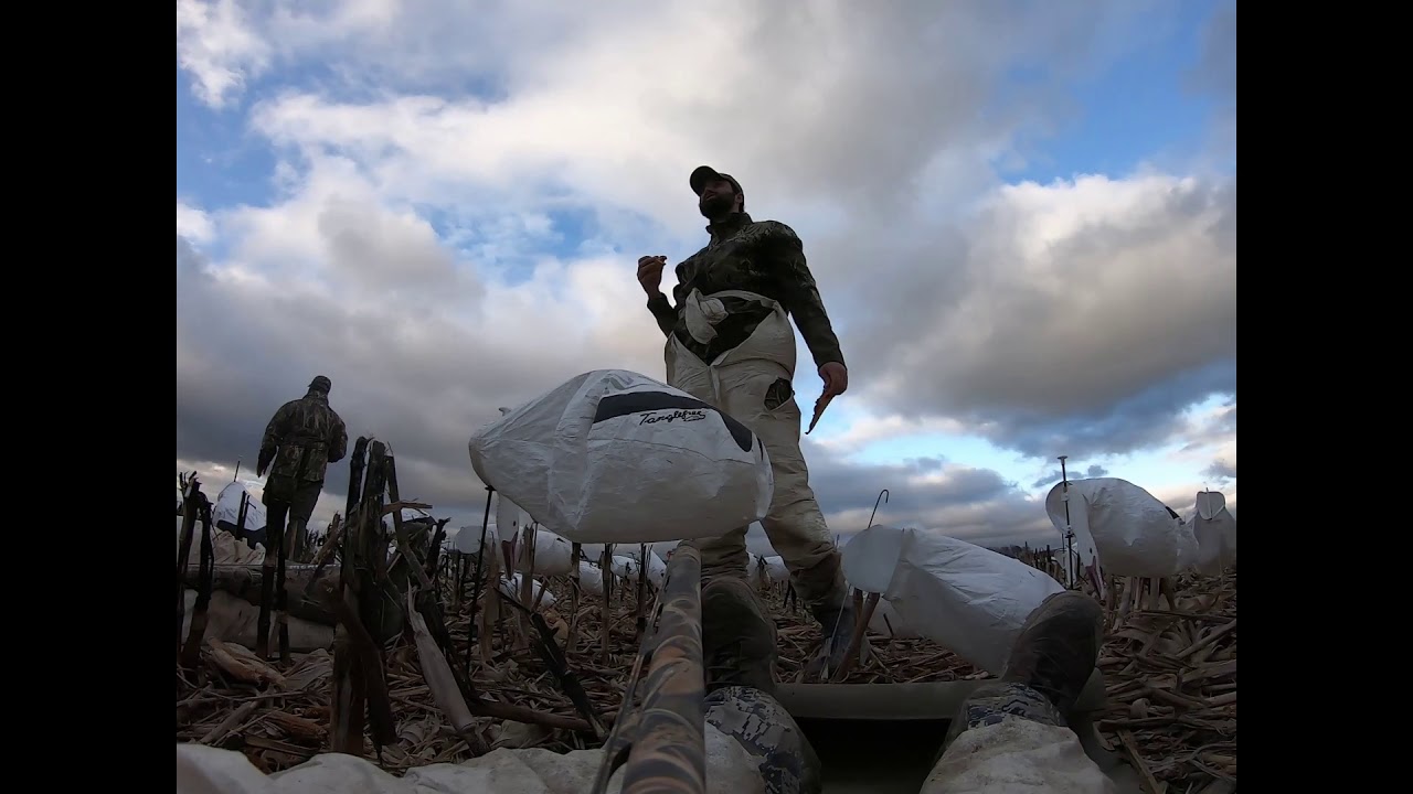 Eastern Shore Maryland snow goose hunt YouTube