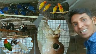 BIRDS BREEDING FARM VISIT // LOVE BIRDS// JAVA SPARROW// DIAMOND DOVE BREEDING SETUP|