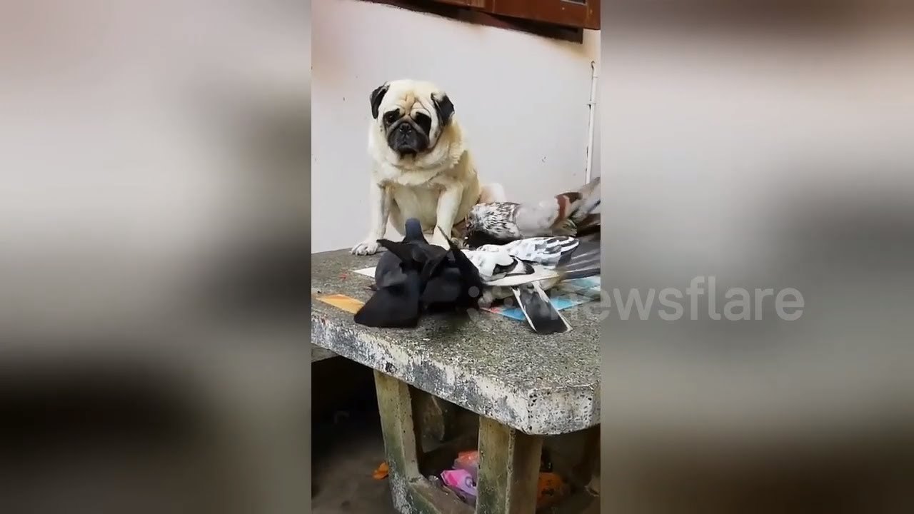 Pug Looks Sad as Pigeons Steal his Plate of Food YouTube
