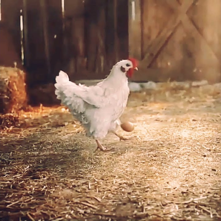 Chiken soccer #Euro 2021 #StoryWa