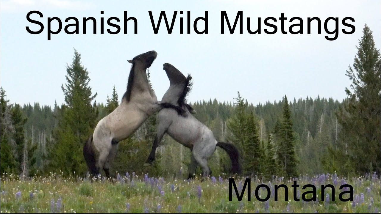 Discover the Enchanting Montana Mountains and their Majestic Spanish Mustangs