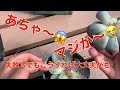 多肉植物胴切り失敗してもこうすれば大丈夫!