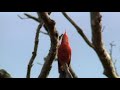 Kicau burung i&#39;wi %i`iwi Song Hawai`i Forest Birds%