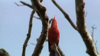 Kicau burung i&#39;wi %i`iwi Song Hawai`i Forest Birds%
