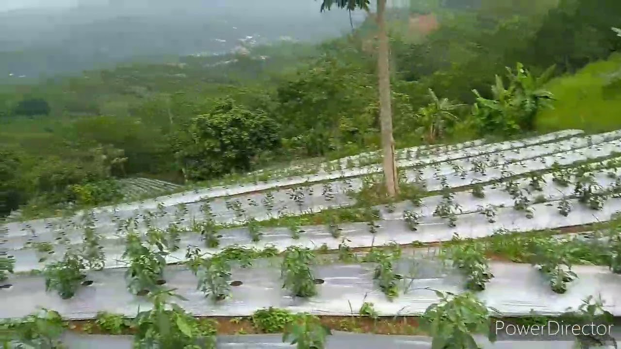 Perkebunan cabe tanjung di desa Cintanagara,kab.Ciamis 