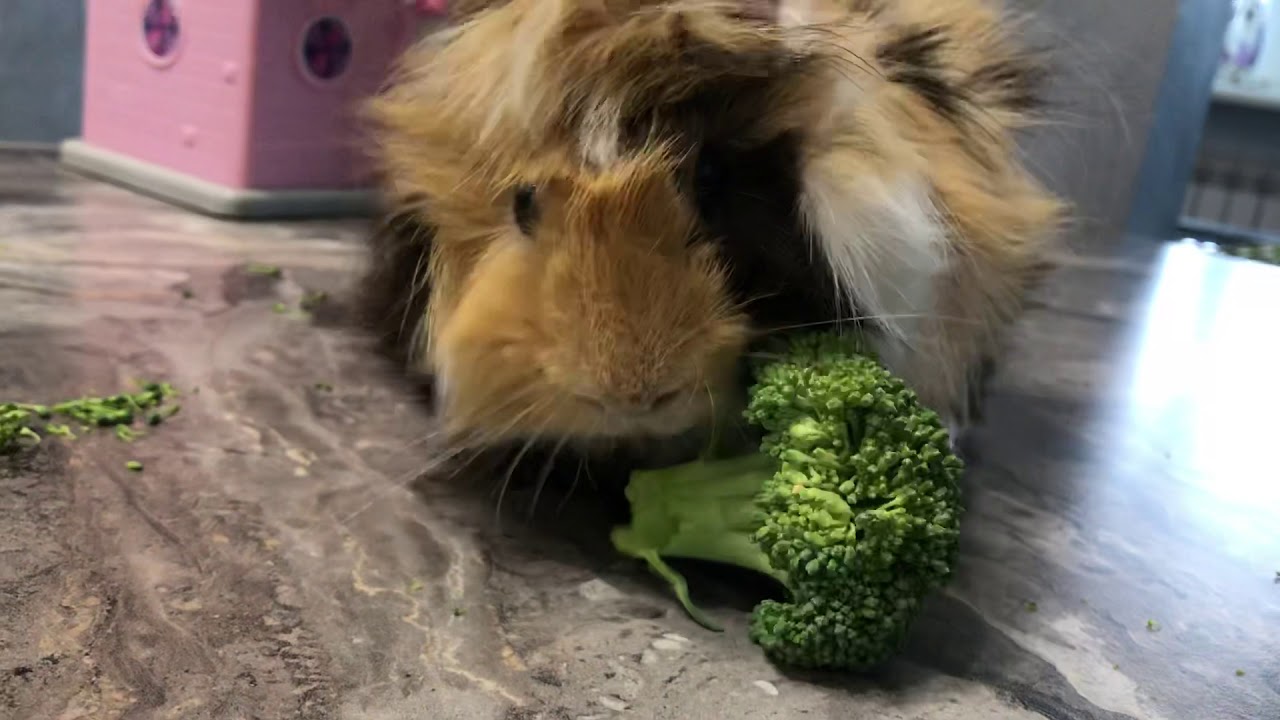 Что можно и нельзя кушать морским свинкам. Часть 1 - YouTube